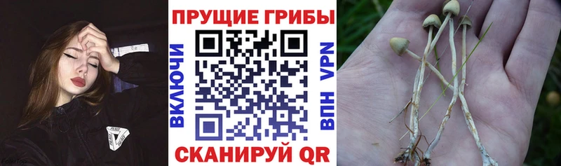Псилоцибиновые грибы прущие грибы  где купить   Урай 